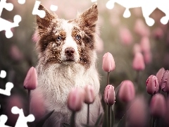 Pies, Różowe, Tulipany, Border collie