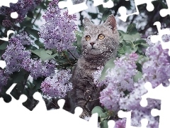 Kot, Bez, Lilak, Kwiaty