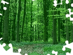 Ścieżka, Drzewa, Las, Wiosna, Zielony