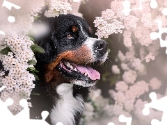 Kwiaty, Berneński pies pasterski, Pies