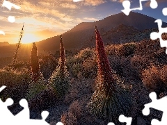 Góra Teide, Kwiaty, Hiszpania, Żmijowce rubinowe, Teneryfa, Góry, Park Narodowy Teide, Promienie słońca
