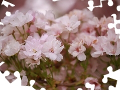 Wiśnia japońska, Drzewo owocowe, Rozkwitnięte, Kwiaty, Różowe
