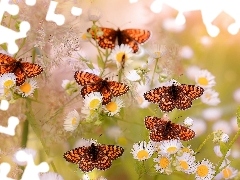 Kwiaty, Motyle, Przeplatki atalia, Przymiotno