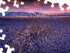 Park Narodowy Doliny Śmierci, Krzew, Kalifornia, Góry, Suchy, Park Narodowy Death Valley, Stany Zjednoczone