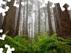 Drzewa, Kalifornia, Paprocie, Park Narodowy Redwood, Stany Zjednoczone, Sekwoje, Mgła