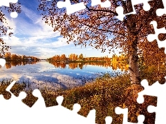 Brzoza, Trawa, Jesień, Drzewa, Jezioro
