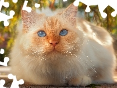 Niebieskooki, Kot, Biszkoptowy