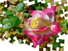 Kwiat, Róża, Liście, Biało-różowa