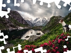 Pies, Góry, Różaneczniki, Chmury, Kwiaty, Jezioro
