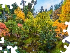 Klon, Jesień, Drzewa, Kolorowe, Ogród japoński