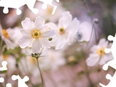 Rozkwitnięta, Zawilce, Kwiaty, Białe