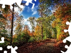 Ścieżka, Las, Niebo, Jesień, Droga, Drzewa