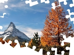 Szczyt Matterhorn, GĂłra, GĂłry, Alpy PenniĹskie, Modrzewie, Szwajcaria, Drzewa, ĹťĂłĹte, JesieĹ