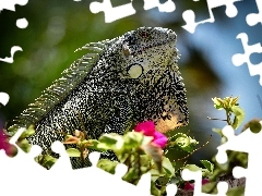 Legwan zielony, Jaszczurka, Kwiaty, Iguana