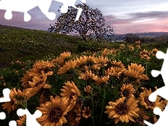 Kwiaty, Żółte, Balsamorhiza, Łąka, Oregon, Stany Zjednoczone, Rezerwat przyrody, Columbia River Gorge, Drzewo
