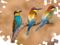 ĹťoĹny zwyczajne, GaĹÄzka, Kolorowe, Trzy, Ptaki
