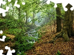 Las, Hrabstwo Derbyshire, Strumyk, Park Narodowy Peak District, Anglia, Drzewa, MgĹa