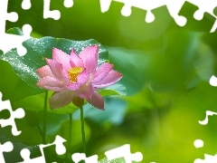 Rozmycie, Kwiat lotosu, LiĹcie