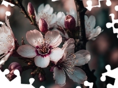 Kwiaty, Grafika, Drzewo owocowe, GaĹÄzka