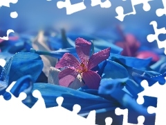 Niebieskie, PĹatki, Kwiaty, Szczaw rĂłĹźowy, RĂłĹ