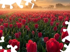 Tulipany, Pole, WschĂłd sĹoĹca, MgĹa, Czerwone, Plantacja