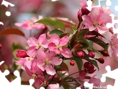 Drzewo owocowe, Wiosna, Kwiaty, JabĹoĹ, RĂłĹźowe