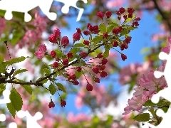 Kwiaty, Drzewo owocowe, GaĹÄzki, LiĹcie, PÄki, WiĹnia