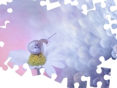 Ĺlimak, BiaĹy, Kwiat, Rumian polny