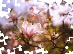 Magnolia, Kwiat, GaĹÄzki, RĂłĹźowy