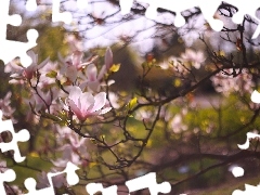 Krzew, GaĹÄzki, RĂłĹźowe, Kwiaty, Magnolia