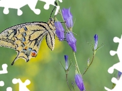 Fioletowy, Dzwonek, PaĹş krĂłlowej, Kwiat, Motyl