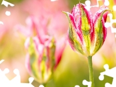 Kwiat, Rozmyte, TĹo, Tulipan