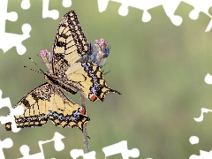 Motyl, RoĹlinka, ZbliĹźenie, PaĹş krĂłlowej