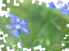 Kwiaty, Len, PÄki, Niebieski