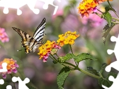 Motyl, Kwiaty, Werbena, PaĹş Ĺźeglarz