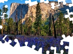 Park Narodowy Yosemite, Drzewa, Kwiaty, GĂłra, SkaĹa, Kalifornia, Stany Zjednoczone, El Capitan