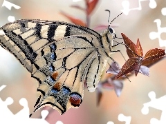 Motyl, RoĹlina, Listki, PaĹş krĂłlowej