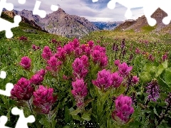 Kwiaty, San Juan Mountains, Kolorado, RĂłĹźowe, GĂłry, ĹÄka, Stany Zjednoczone
