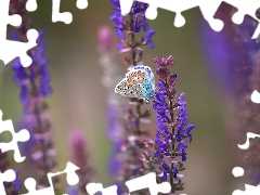 Modraszek ikar, Fioletowe, Kwiaty, Motyl