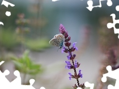 Motyl, Owad, Kwiat, Modraszek ikar
