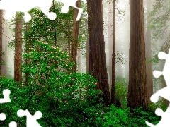 Park Narodowy Redwood, Drzewa, MgĹa, Krzewy, Kwiaty, Kalifornia, Stany Zjednoczone, RĂłĹźanecznik