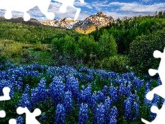 Ĺubin, GĂłry, ZieleĹ, Drzewa, Mount Sneffels, Stany Zjednoczone, Kolorado, Kwiaty, Polana, San Juan Mountain, Chmury