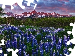 Drzewa, Ĺubin, ZieleĹ, GĂłry, Mount Sneffels, Chmury, Kwiaty, Stany Zjednoczone, ZachĂłd sĹoĹca, Polana, San Juan Mountains, Kolorado