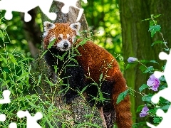 Pandka ruda, LiĹcie, Kwiatek, Drzewa