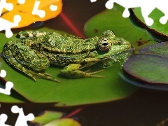Żabka, Zielona