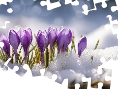 Śnieg, Krokusy, Pąki, Kwiaty