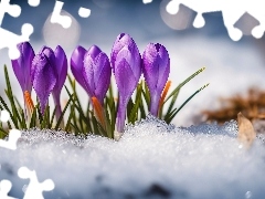 Kępka, Krokusy, Śnieg, Kwiaty