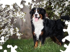Berneński pies pasterski, Kwiaty, Białe, Pies