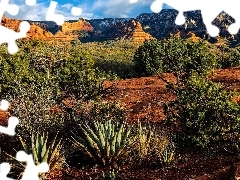 Sedona, Góry, Rośliny, Skały, Kaktusy, Arizona, Stany Zjednoczone, Drzewa