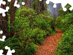 Drzewa, Kalifornia, Ścieżka, Park Narodowy Redwood, Stany Zjednoczone, Paprocie, Rododendrony
